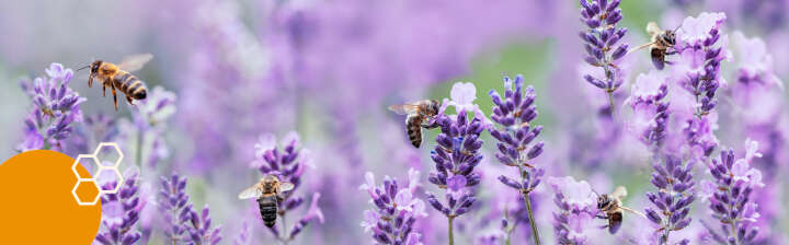 themenwelt welche pflanzen sind für bienen wichtig 4113x1280
